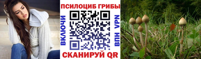 купить наркоту  Выборг  Галлюциногенные грибы Magic Shrooms 